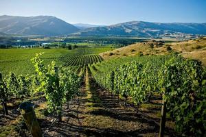 The stunning Central Otago wine region.